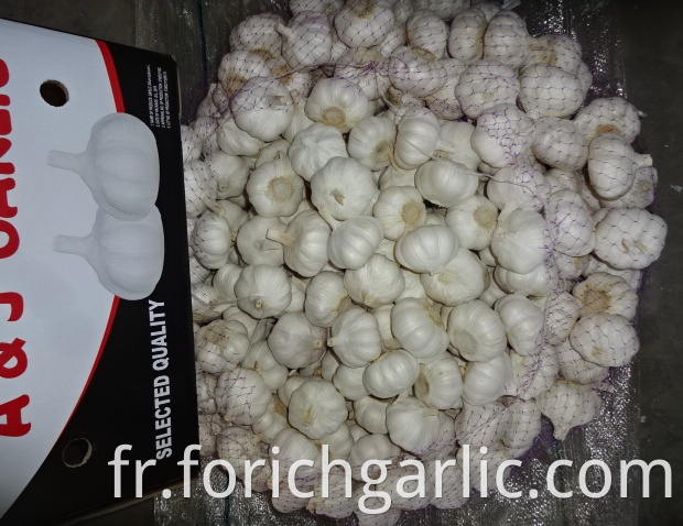 Pure White Garlic Fresh